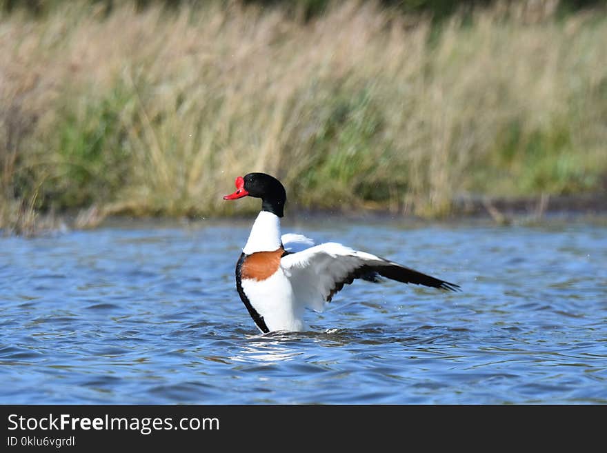 Bird, Duck, Water, Water Bird