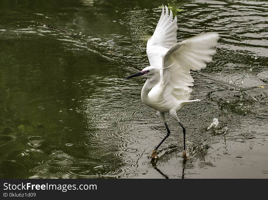 Bird, Water, Fauna, Beak