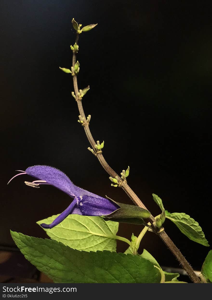 Plant, Flora, Branch, Plant Stem