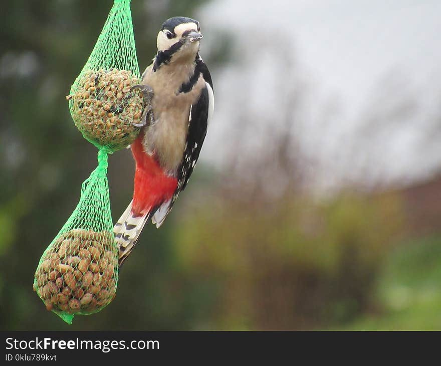 Bird, Beak, Fauna, Organism