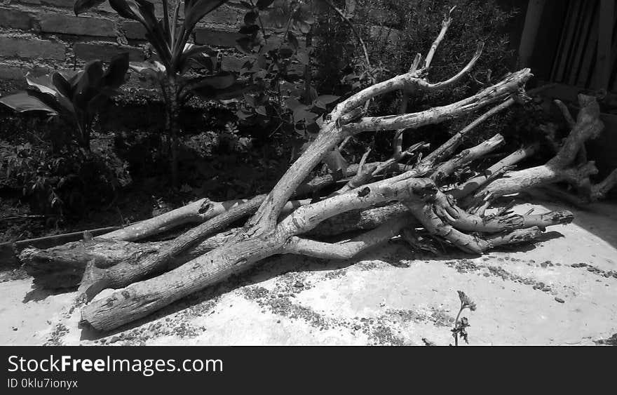 Tree, Black And White, Branch, Woody Plant