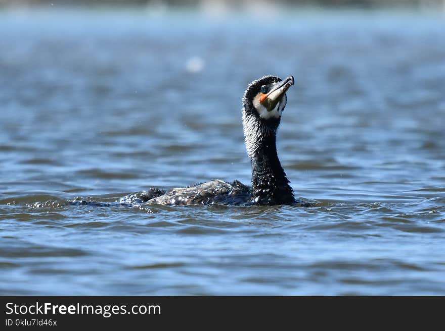 Bird, Water, Beak, Cormorant