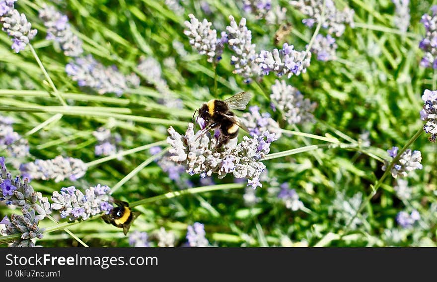 Plant, English Lavender, Bee, Lavender