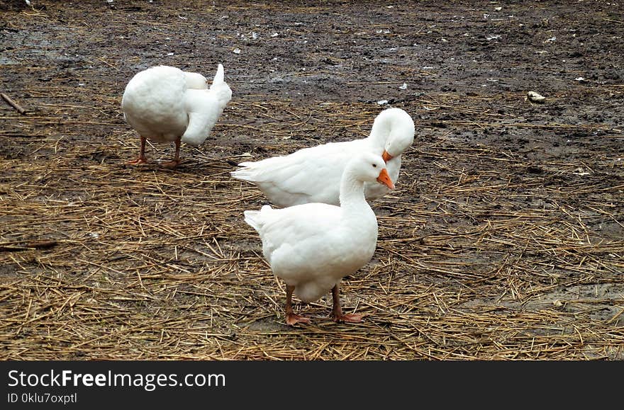 Duck, Water Bird, Ducks Geese And Swans, Bird