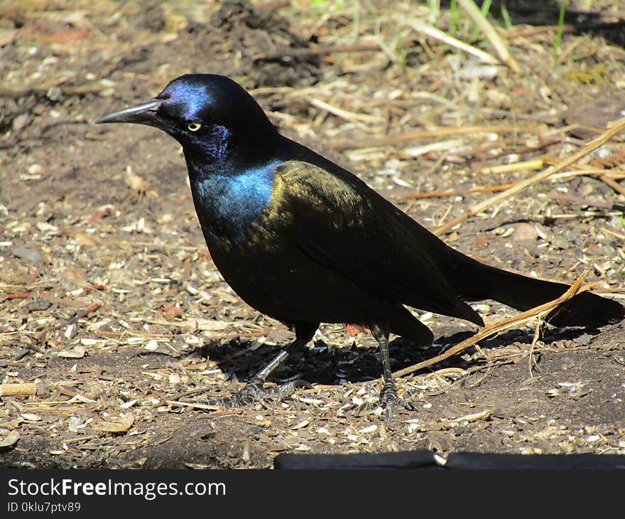 Bird, Fauna, Beak, Blackbird