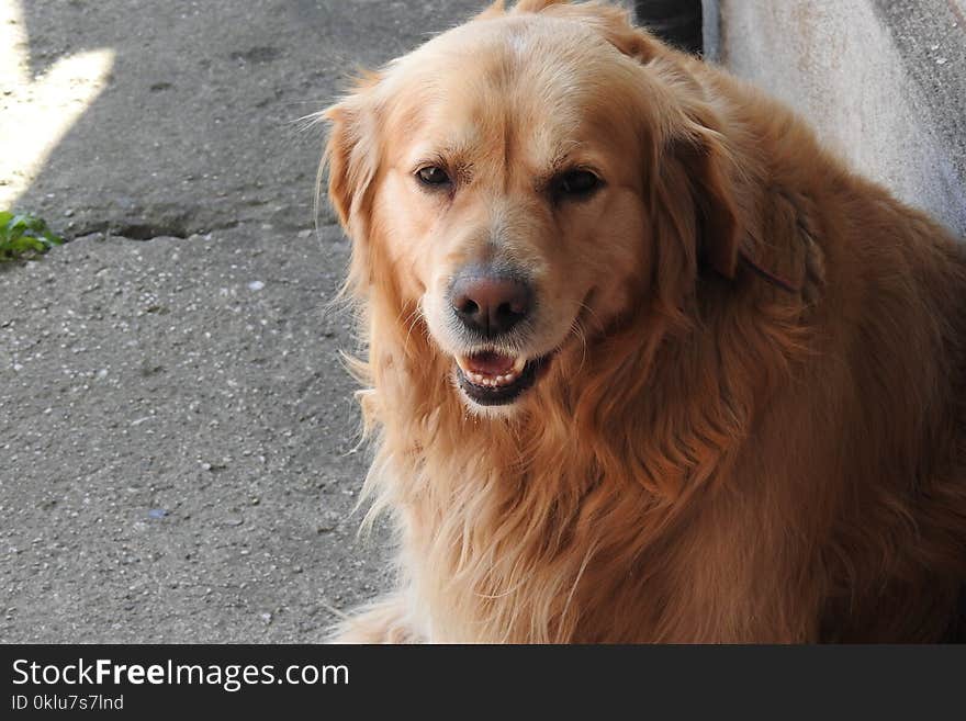 Dog, Golden Retriever, Dog Like Mammal, Dog Breed