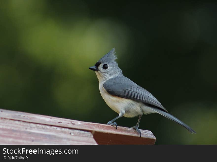 Bird, Fauna, Beak, Old World Flycatcher