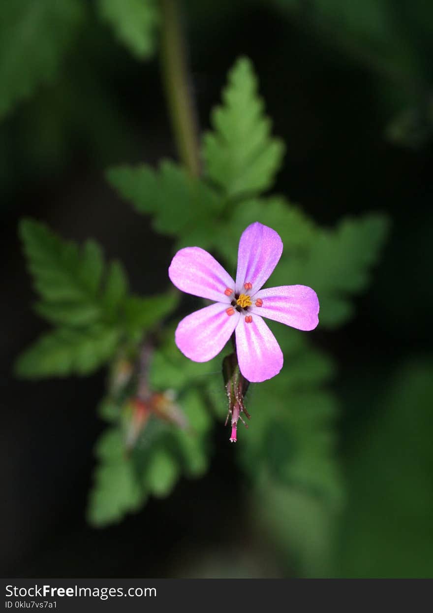 Flower, Flora, Plant, Flowering Plant