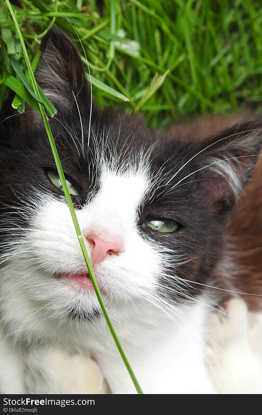 Cat, Whiskers, Small To Medium Sized Cats, Fauna