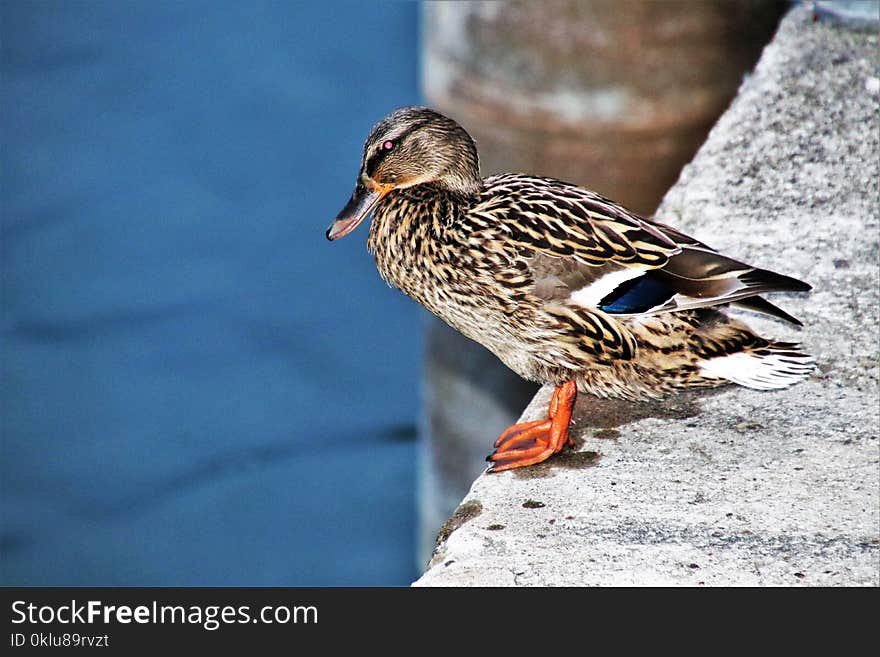 Bird, Duck, Mallard, Water Bird