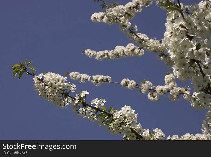 Blossom, Branch, Sky, Tree