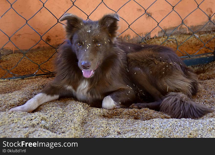 Dog, Dog Breed, Dog Breed Group, Tervuren