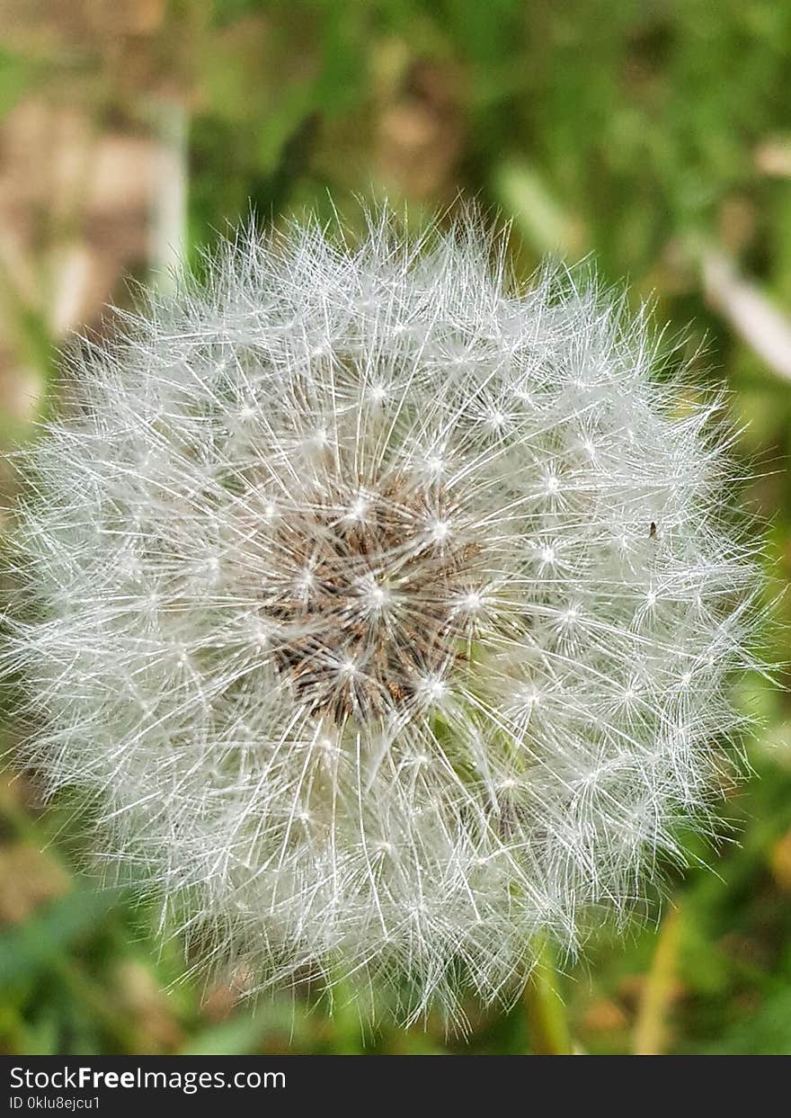 Dandelion, Flower, Flora, Plant