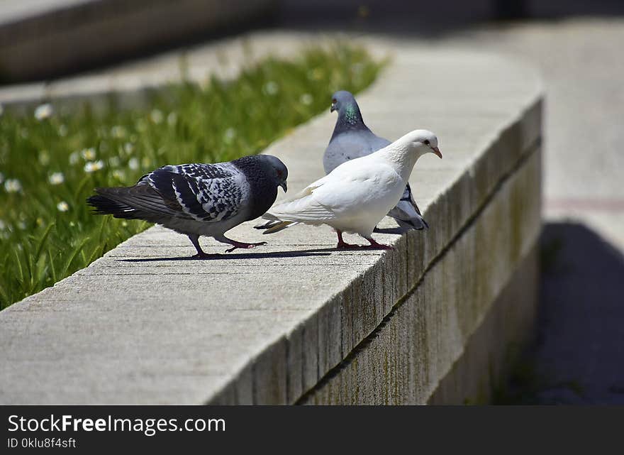 Bird, Pigeons And Doves, Fauna, Beak