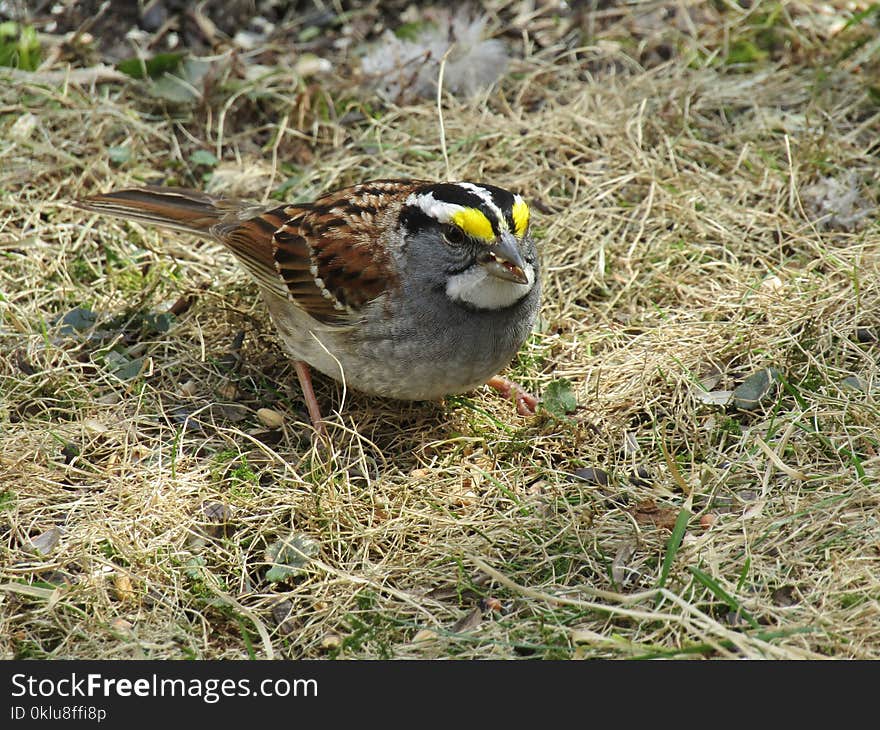 Bird, Sparrow, Fauna, Beak