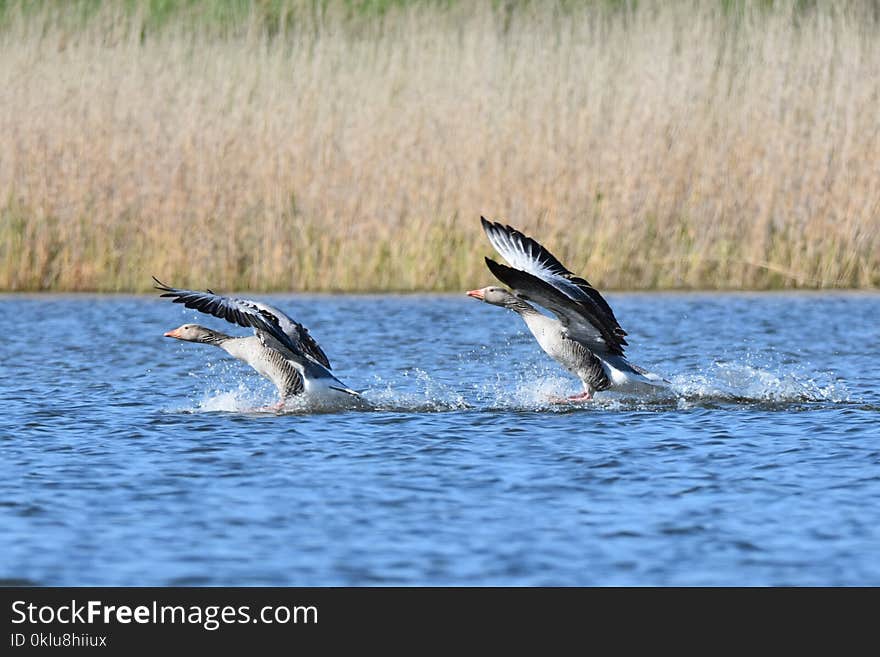 Bird, Water, Wildlife, Fauna