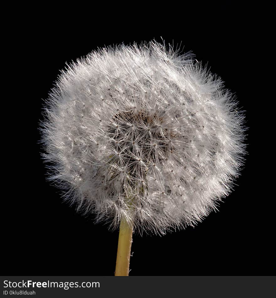 Flower, Dandelion, Close Up, Black And White