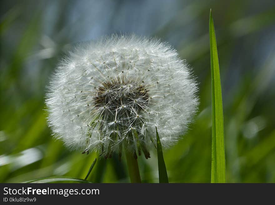 Flower, Dandelion, Flora, Plant