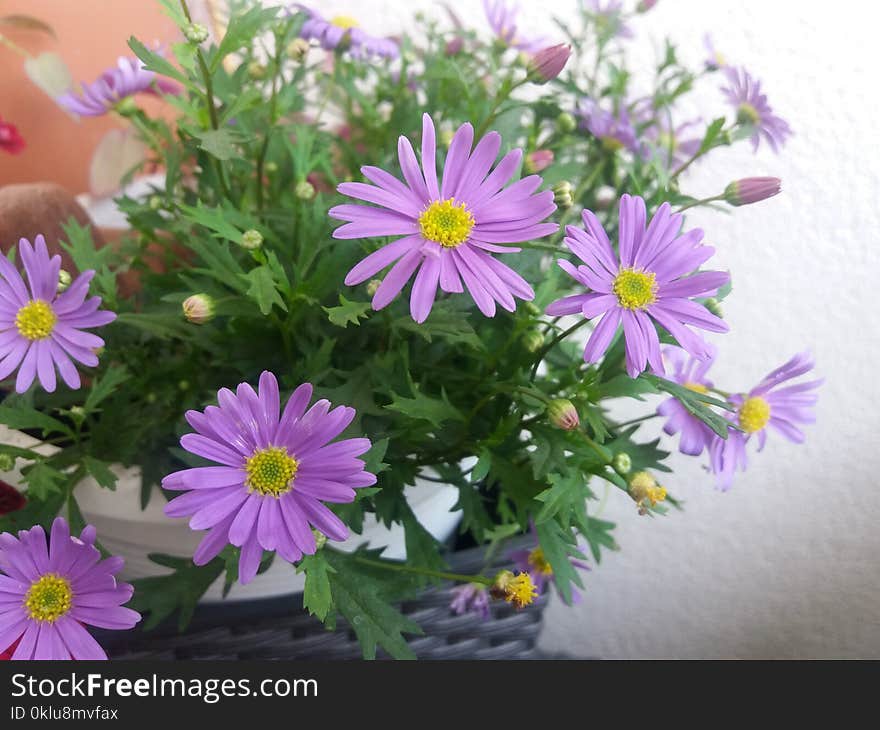 Flower, Aster, Plant, Purple