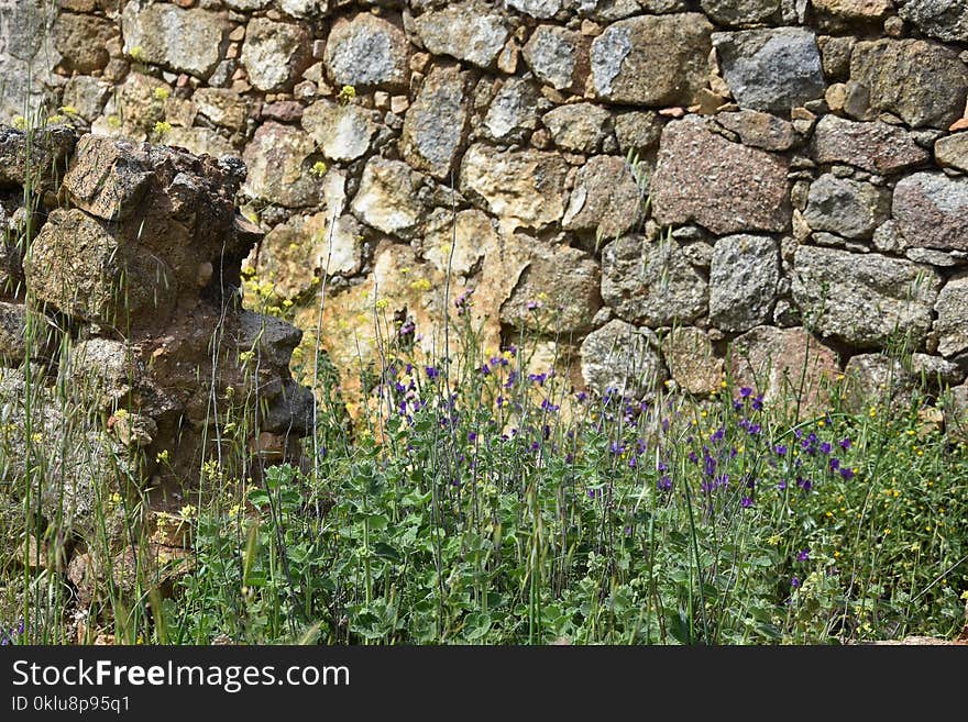 Flower, Plant, Stone Wall, Flora