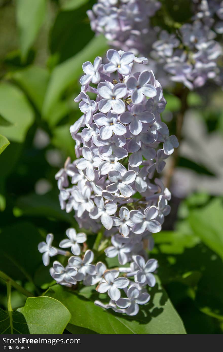 Flower, Plant, Lilac, Flowering Plant