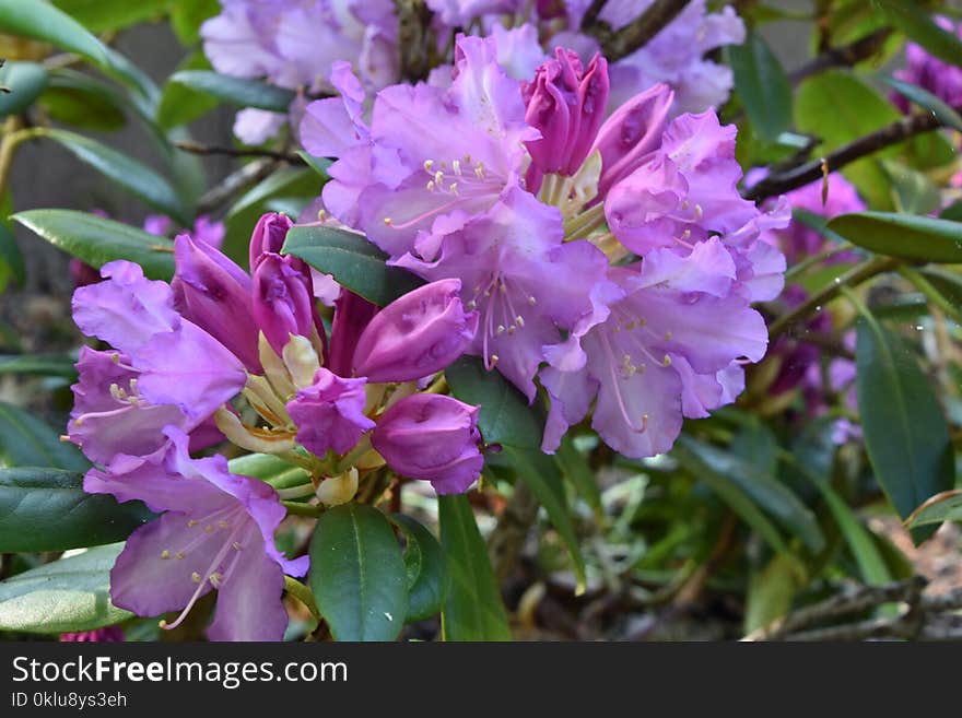 Plant, Flower, Woody Plant, Flowering Plant