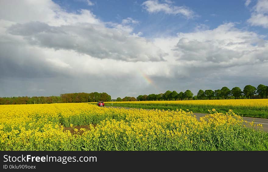 Grassland, Field, Sky, Rapeseed