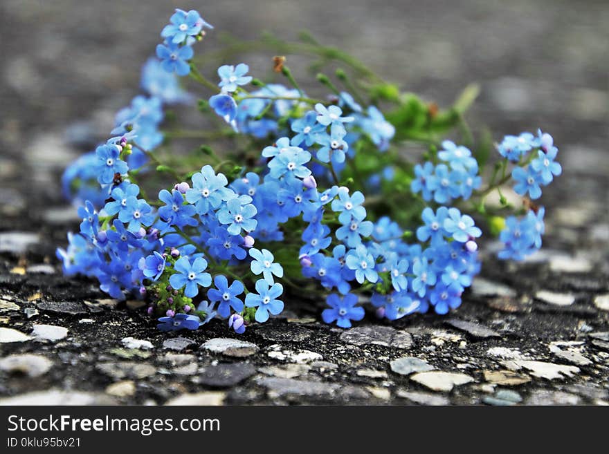 Blue, Flower, Plant, Flowering Plant