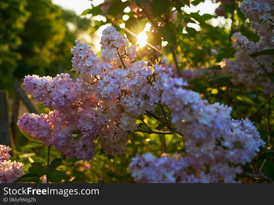 Spring, Plant, Tree, Flower