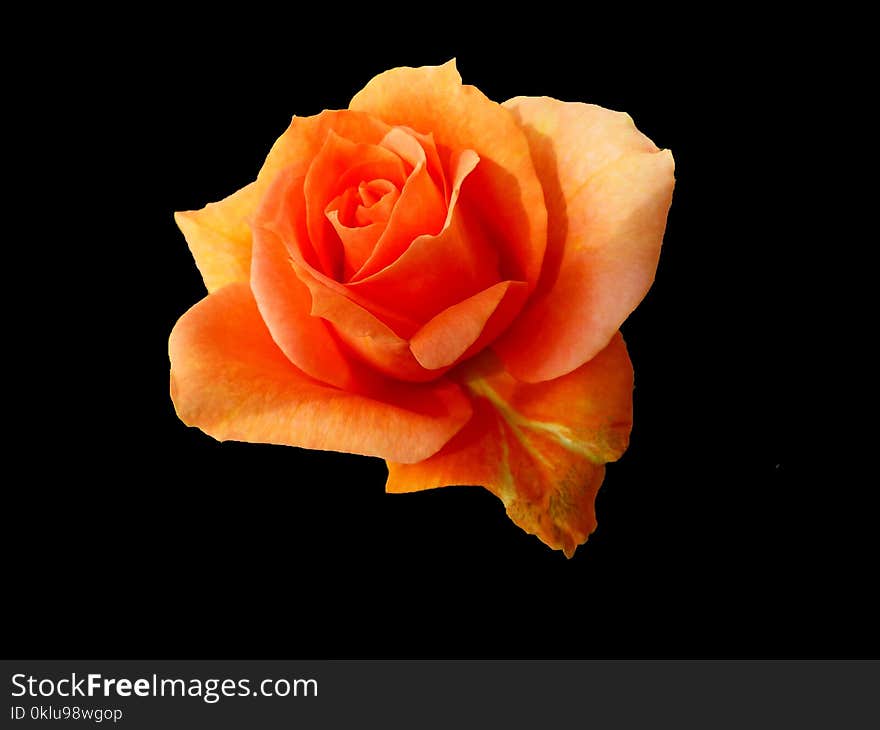 Rose, Orange, Rose Family, Garden Roses