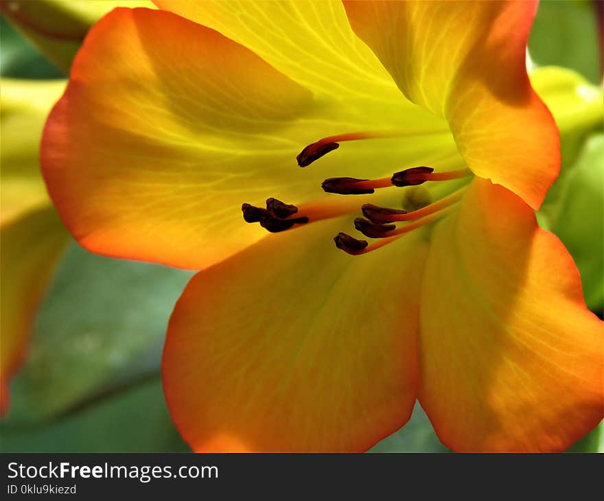 Flower, Yellow, Wildflower, Flora