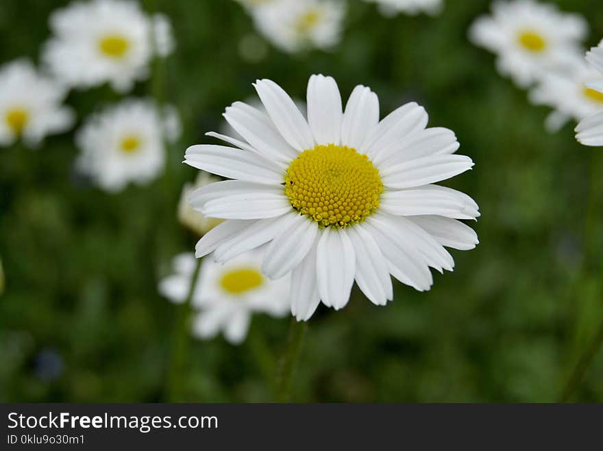 Flower, Oxeye Daisy, Chamaemelum Nobile, Flora