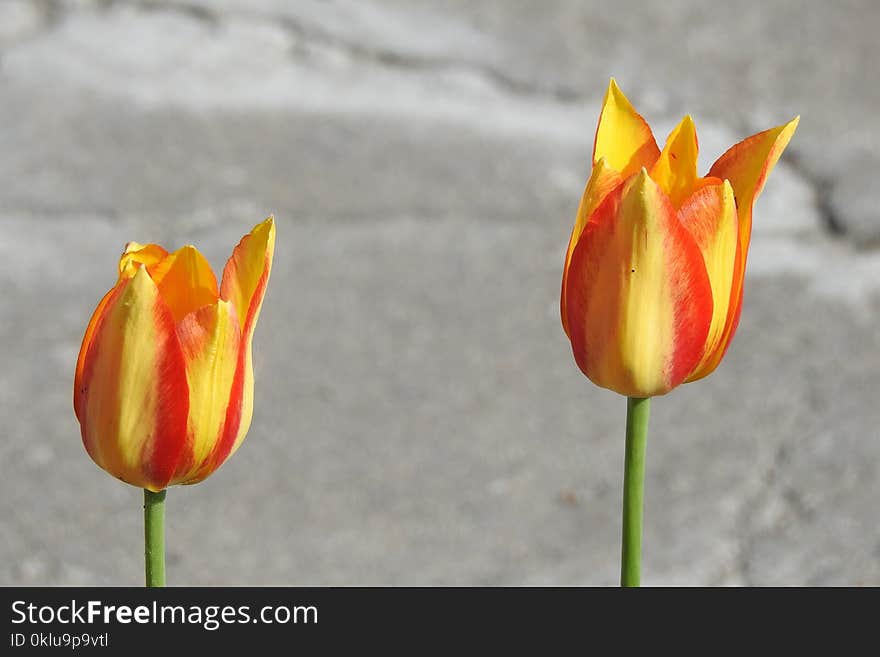 Flower, Plant, Tulip, Flowering Plant