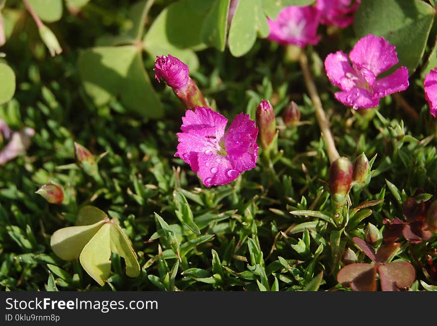 Plant, Flower, Flora, Flowering Plant