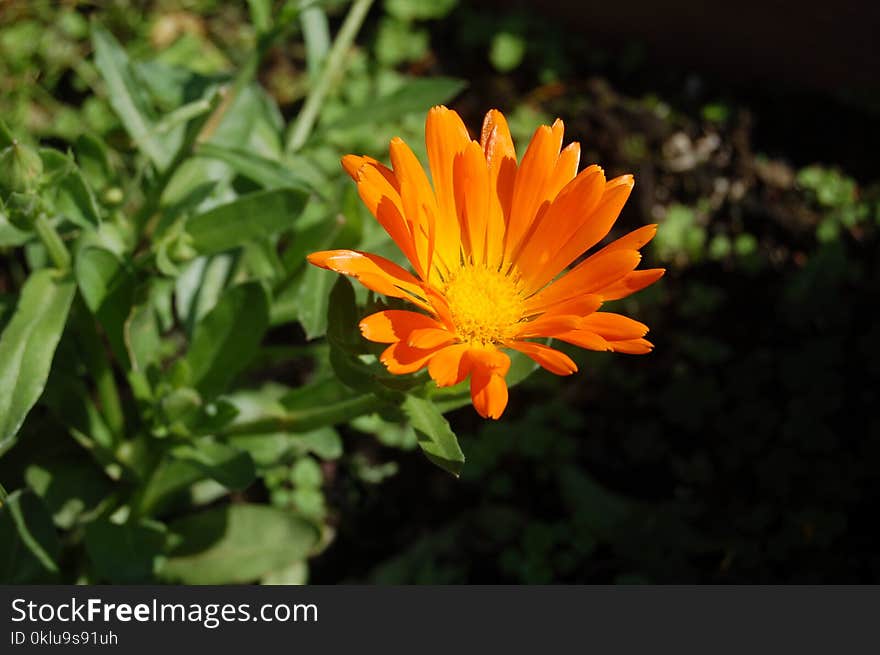 Flower, Flora, Plant, Wildflower