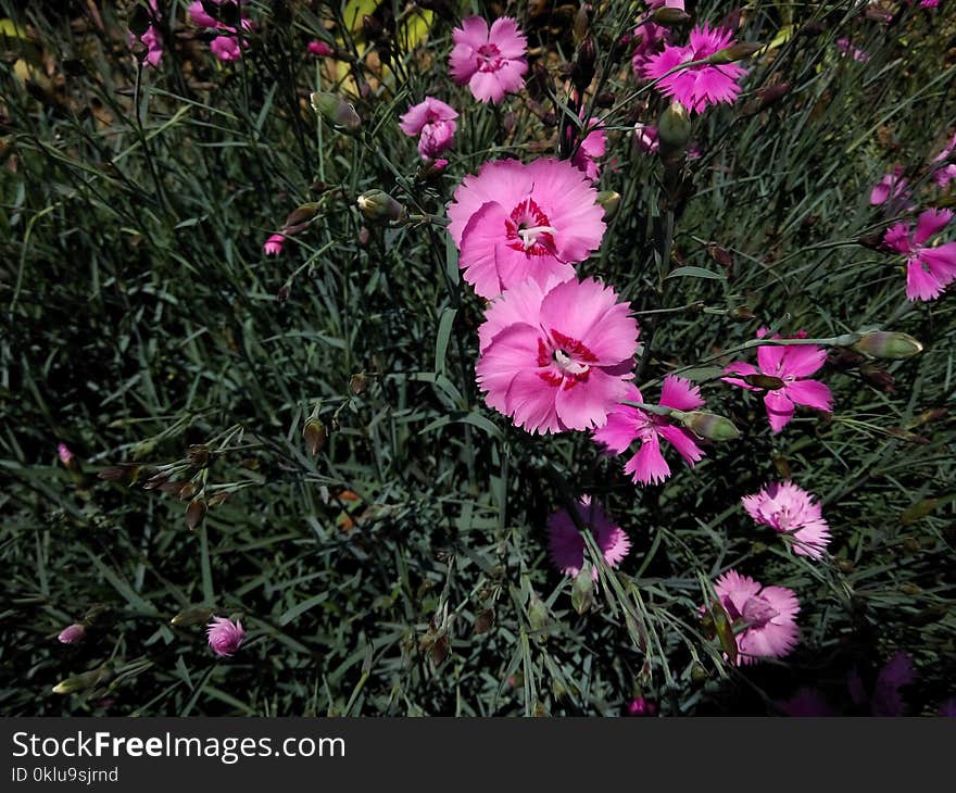 Flower, Plant, Flowering Plant, Pink