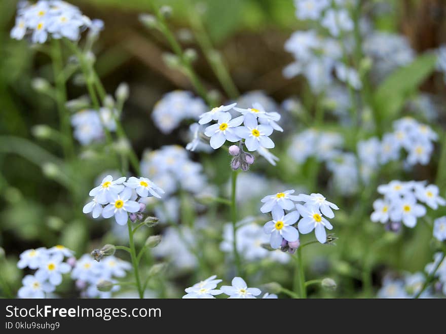 Flower, Plant, Flora, Flowering Plant