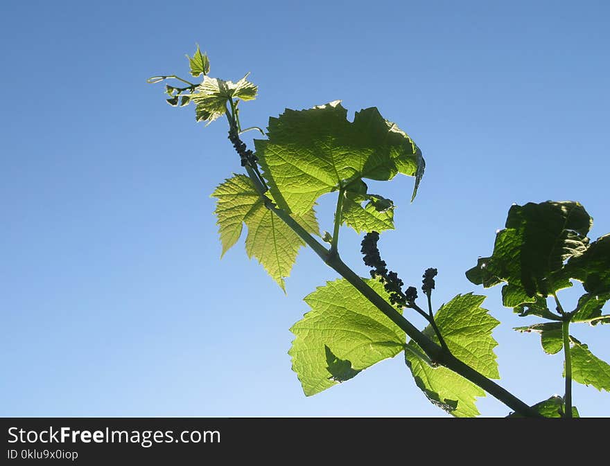 Sky, Leaf, Flora, Branch