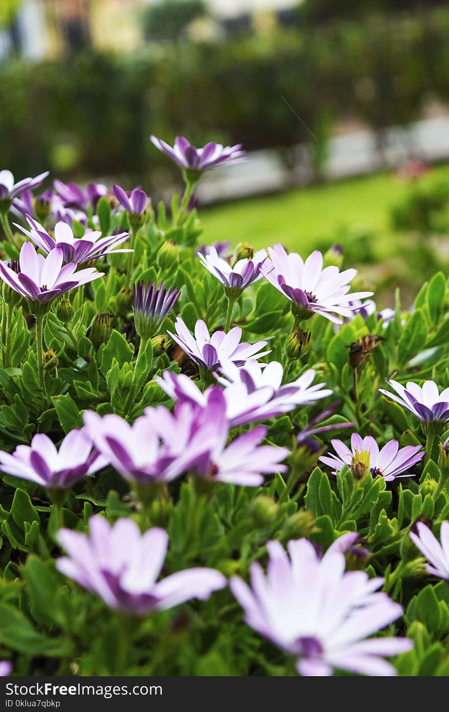 Flower, Plant, Flora, Purple