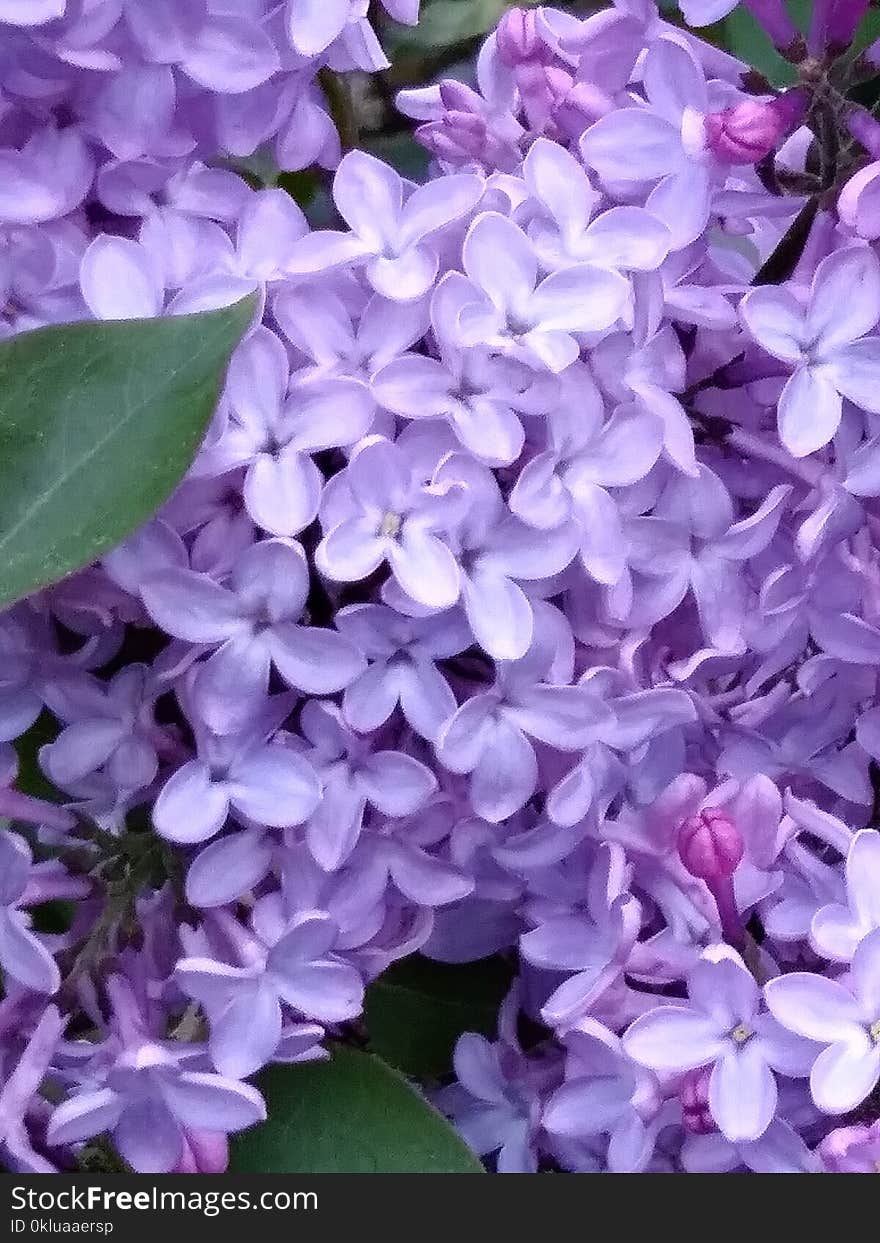 Flower, Violet, Purple, Lilac