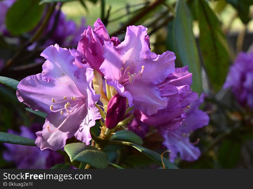 Flower, Woody Plant, Plant, Purple