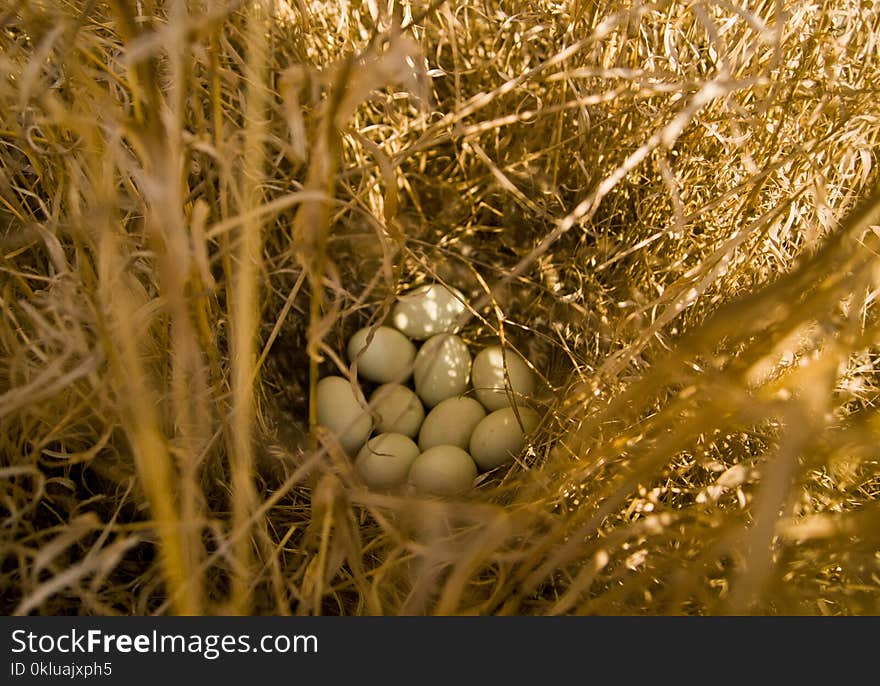 Fauna, Bird Nest, Nest, Grass Family