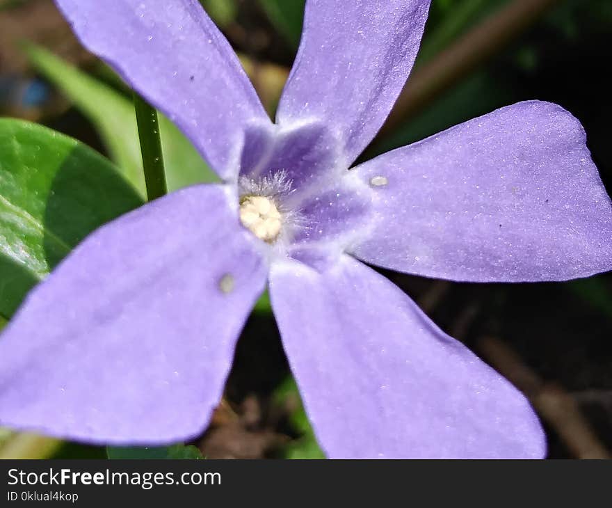 Flower, Flora, Plant, Purple