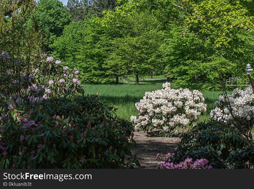 Garden, Plant, Vegetation, Flower