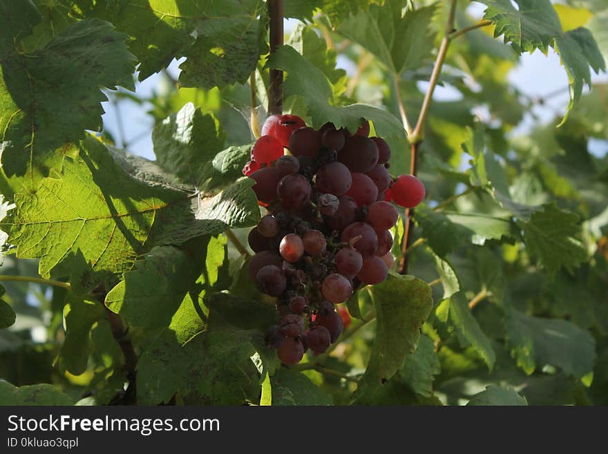 Grape, Fruit, Grapevine Family, Seedless Fruit