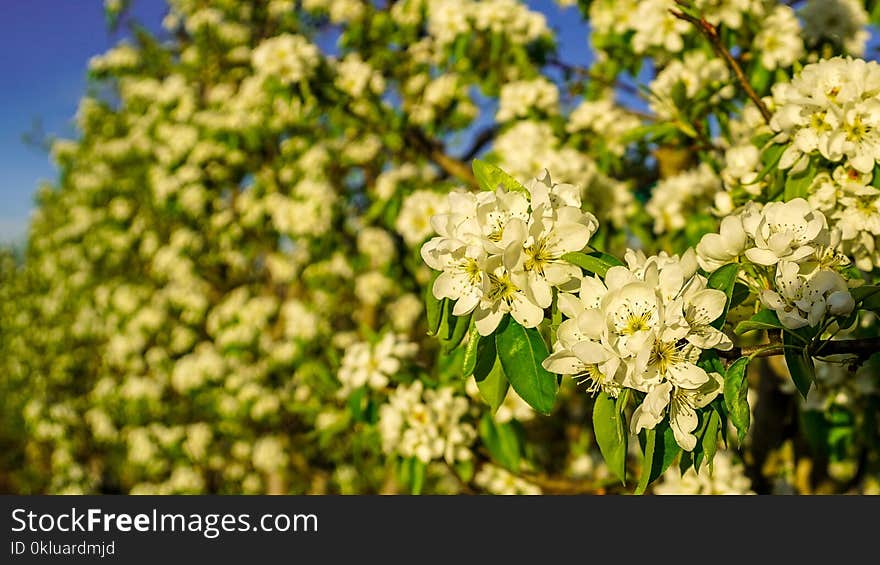 Flower, Plant, Spring, Flora