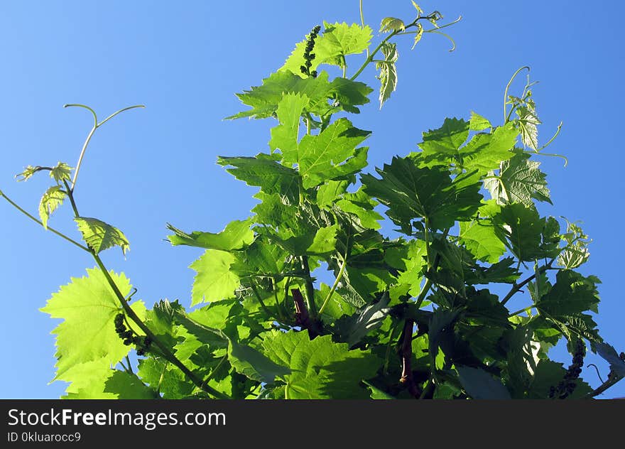 Grapevine Family, Leaf, Plant, Grape Leaves