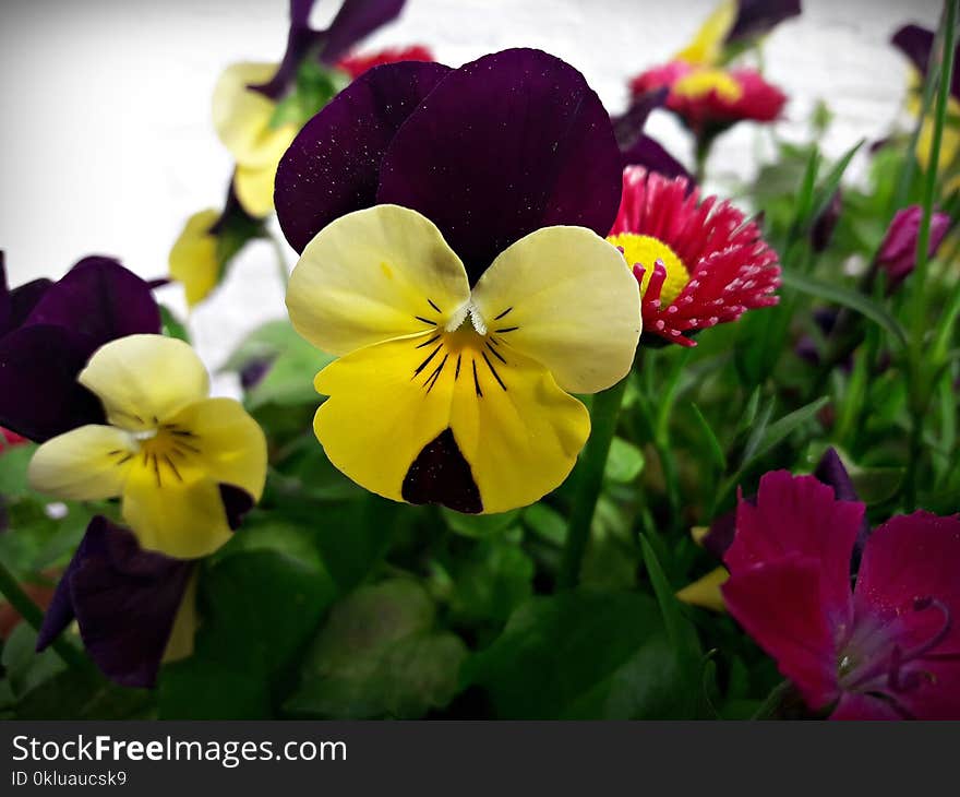 Flower, Plant, Yellow, Flowering Plant