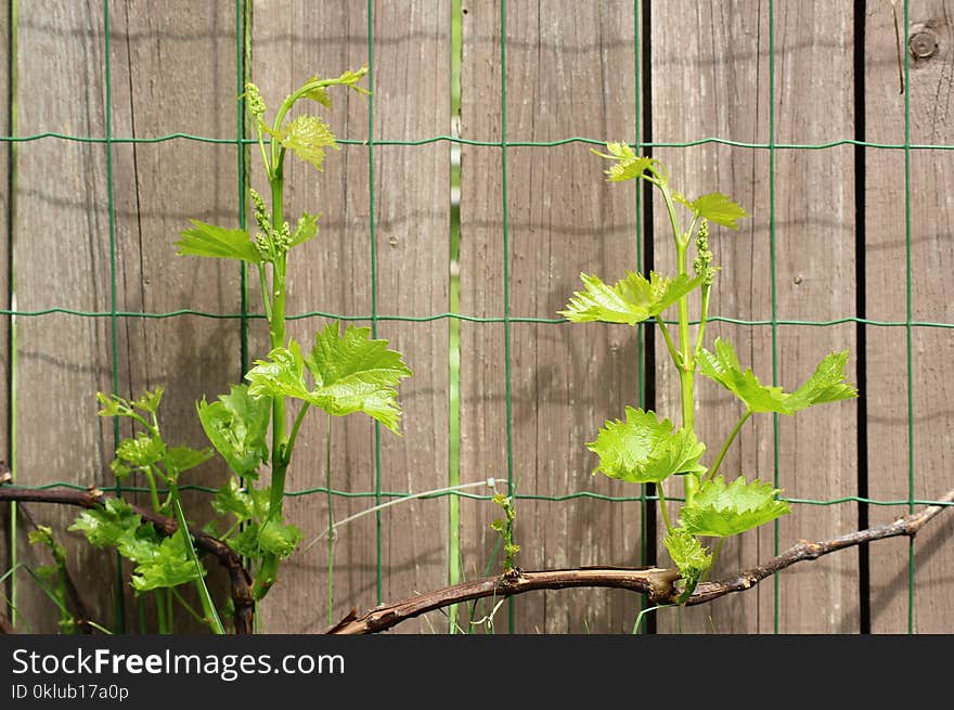 Green, Plant, Leaf, Flora