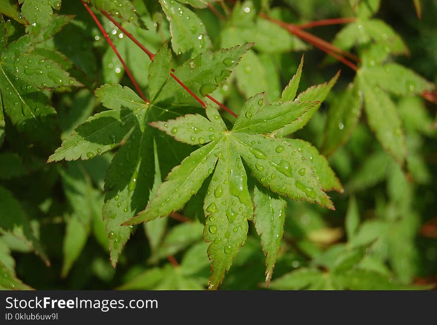 Leaf, Plant, Vegetation, Flora